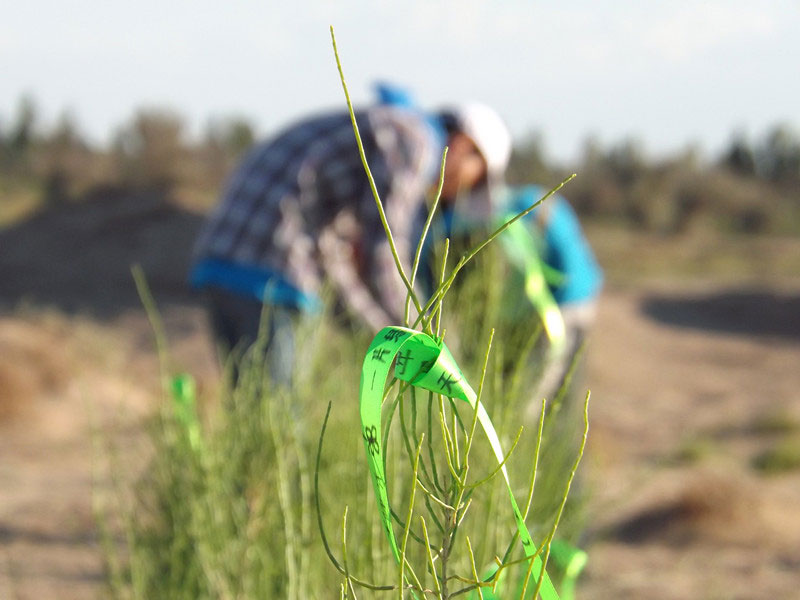 7��14����������ҁ��������֌���ٛ�ߵľG�z��ϵ��������������ͽz����ꖹ����ҫ���W���Gɫ�Ĺ�â��