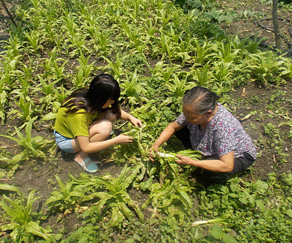 ��������æ�_�y��ժ�Ĳ˲��ϸ���ժ��Ч�ʵͣ���(j��ng)�^������Ϥ��ָ��(d��o)���ܿ�꠆T���M���ˠ�B(t��i)��