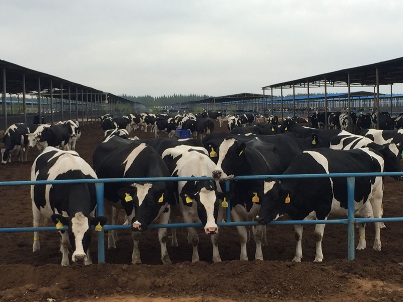 ���w��ɳĮ�ｨ�O(sh��)����ţ��(ch��ng)��