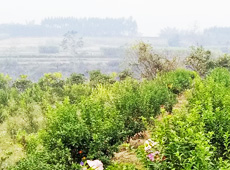 �������ܵ��l(xi��ng)�����ǰ���ӷ��s����������ؚ�F����С����ͨ�^���������(y��u)���Ľ�(j��ng)��(j��)��������׃��ؚ�F��ò������̽۴��S������ɵ��r(n��ng)��@�����S������롭