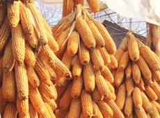 �Ŵ���������֮����