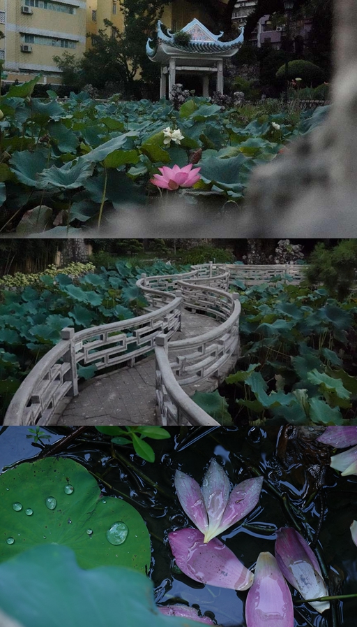 盧廉若公園。人民網(wǎng) 唐佳 攝