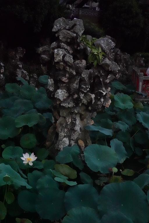 盧廉若公園的假山石。人民網(wǎng) 唐佳 攝