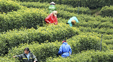 江西泰和：採摘春茶