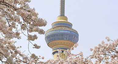 北京：玉淵潭櫻花爛漫