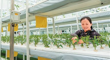 農(nóng)業(yè)種植走出“科技范”
