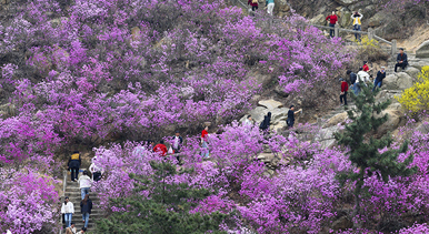 山東青島：杜鵑花開